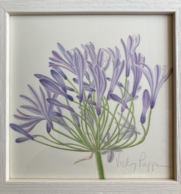 Original Watercolour Collection