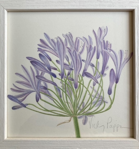 Original Watercolour Collection