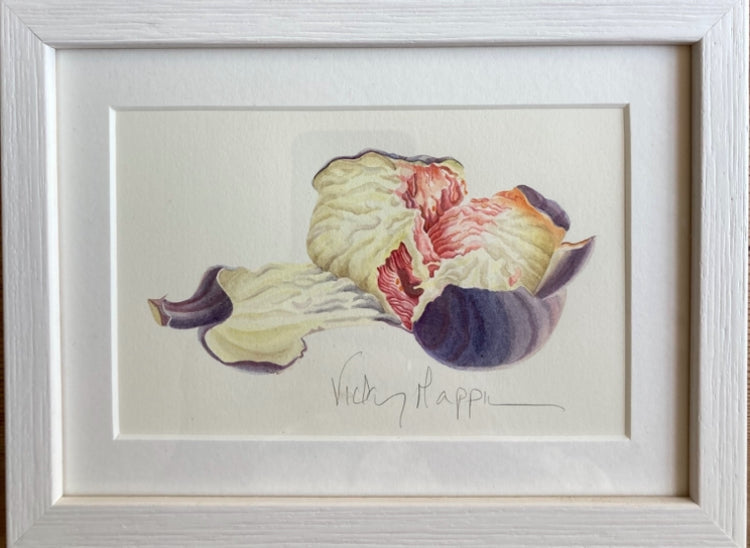 Original Watercolour Collection