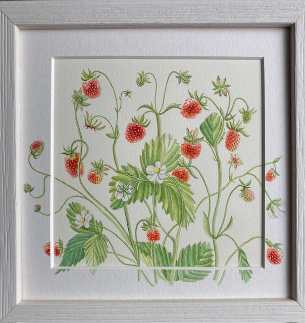 Original Watercolour Collection