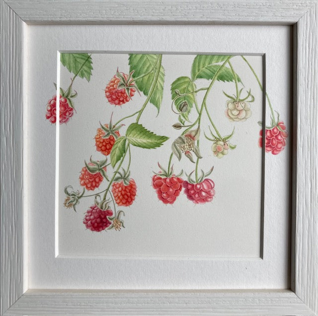 Original Watercolour Collection