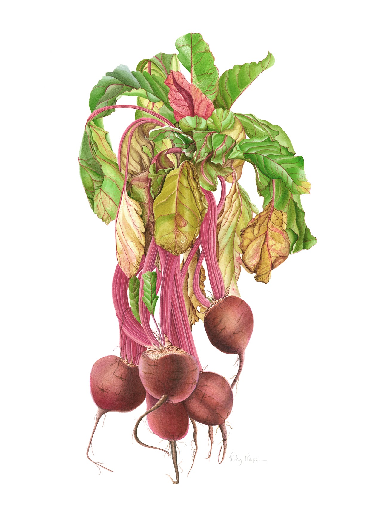 Beetroot Print