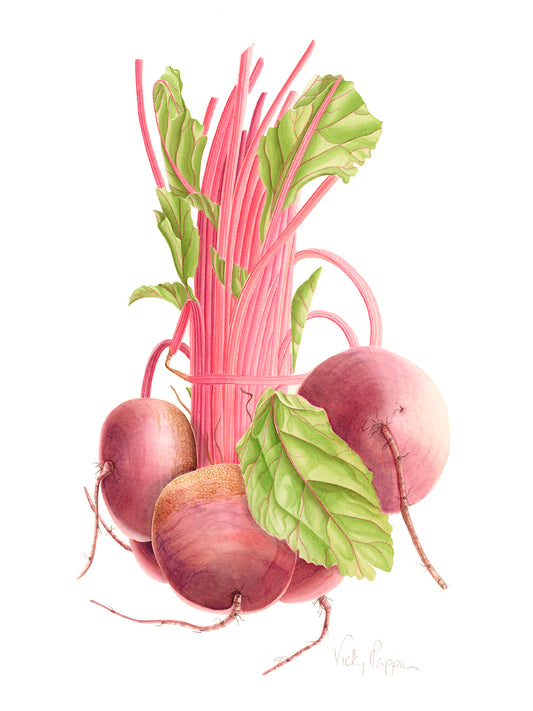 Beetroot without leaves Print.