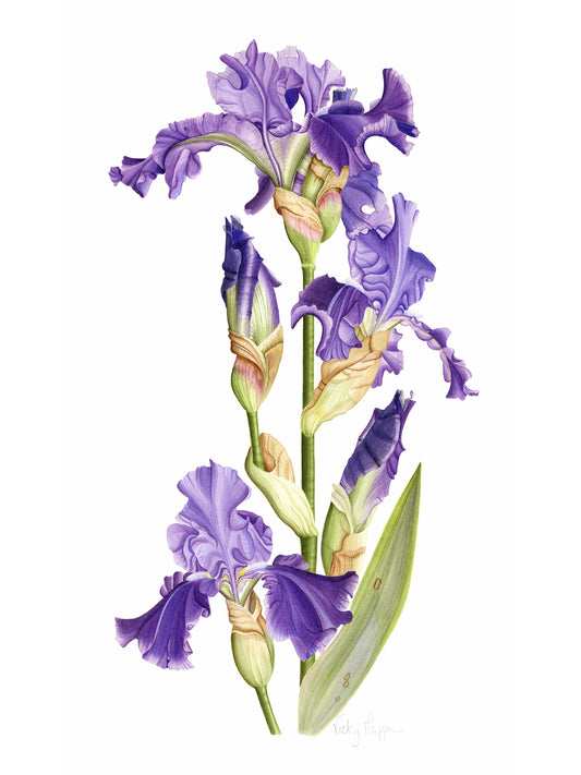 Blue Bearded Iris Print