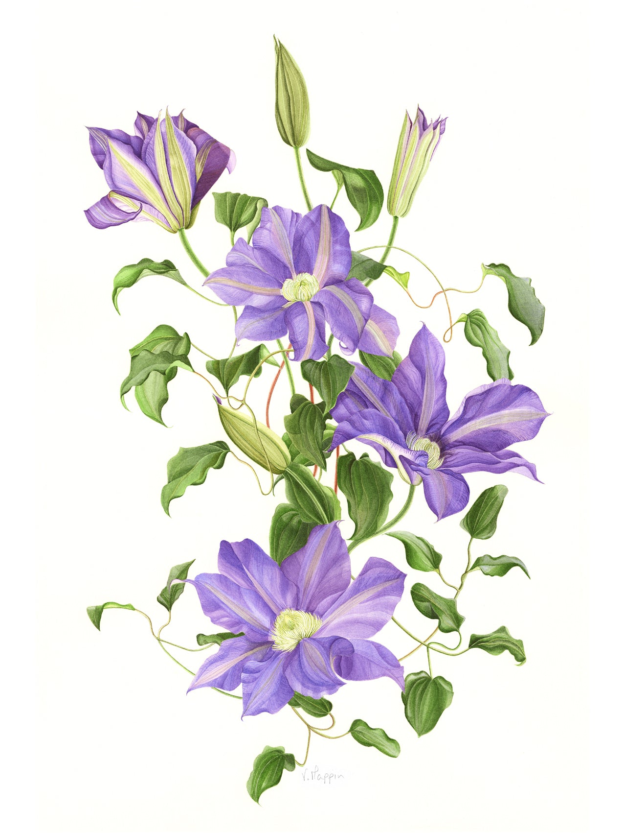 Blue Clematis Print