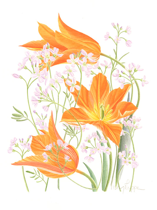Cuckoo flower, Tulip Ballerina Print