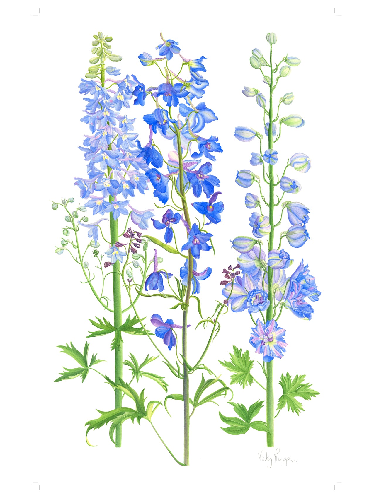 Delphiniums Print
