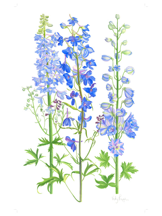 Delphiniums Print