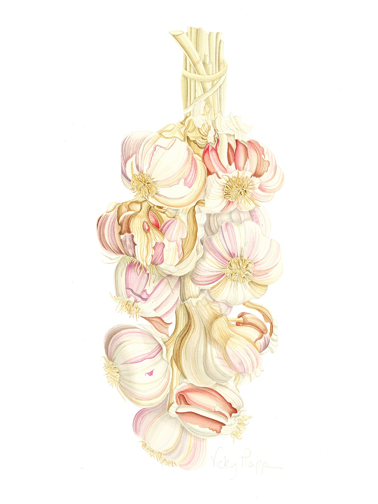 English Garlic Print