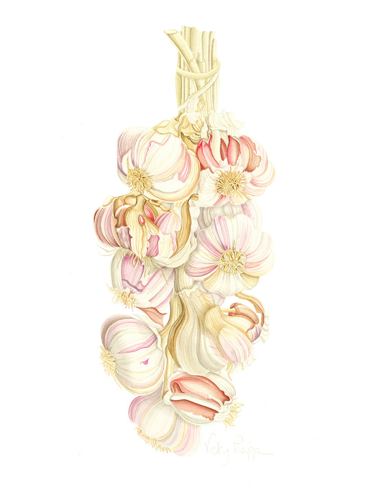 English Garlic Print