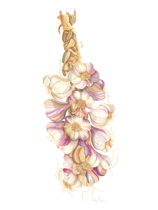 French Garlic Print