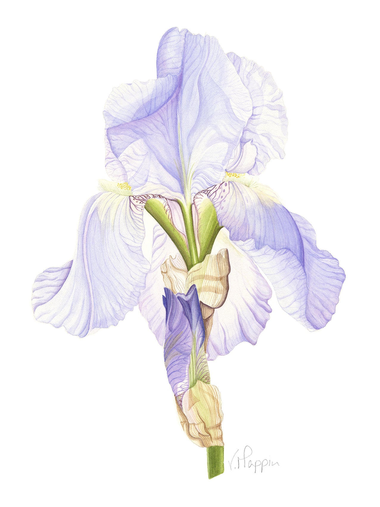 Single Iris Print