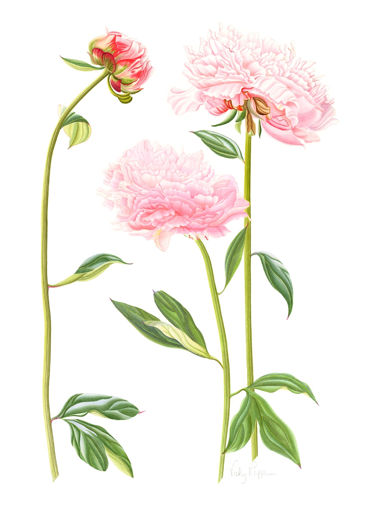 Peony