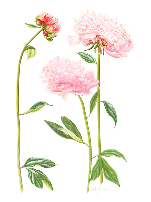 Peony Print