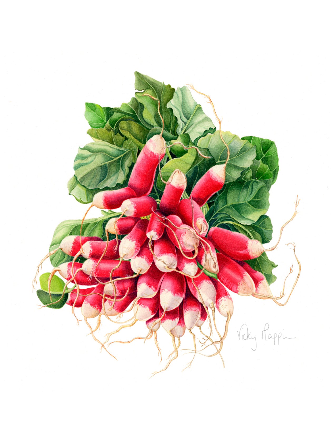 Radishes Print