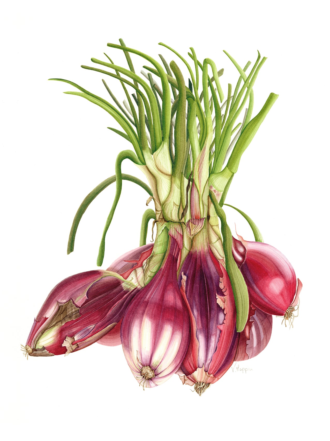 Red Onions Print