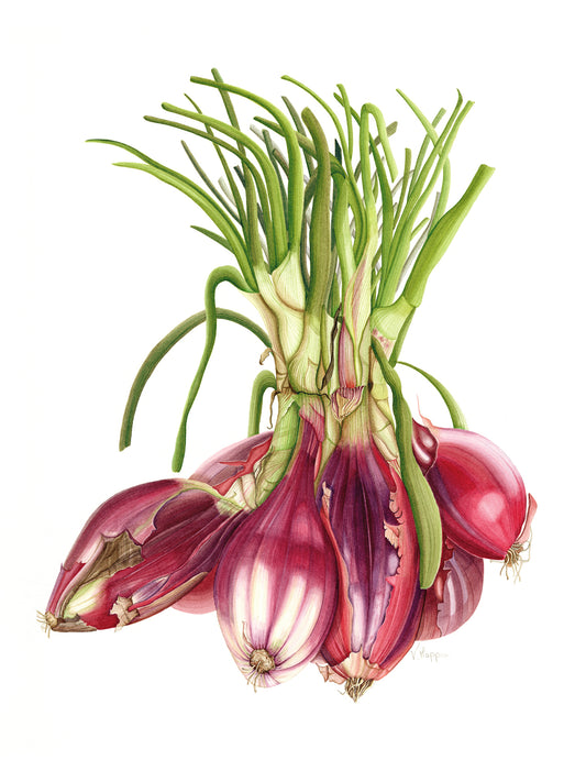 Red Onions Print