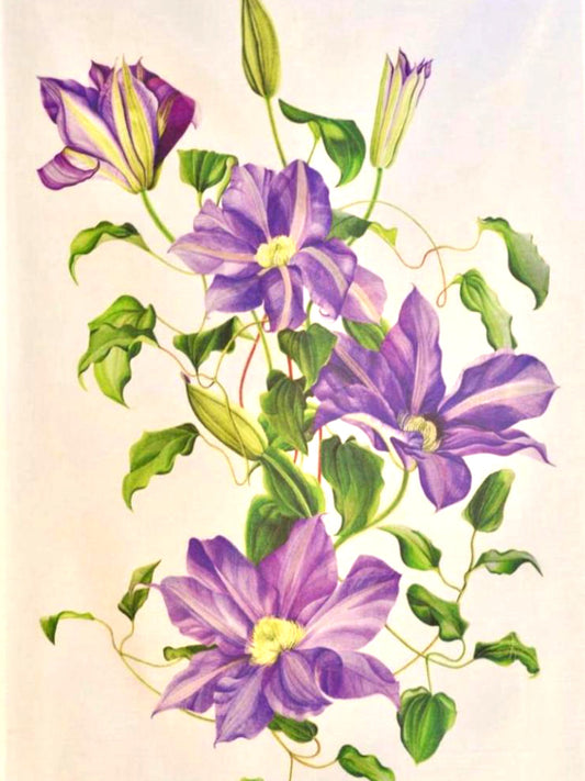 Clematis Tea Towel