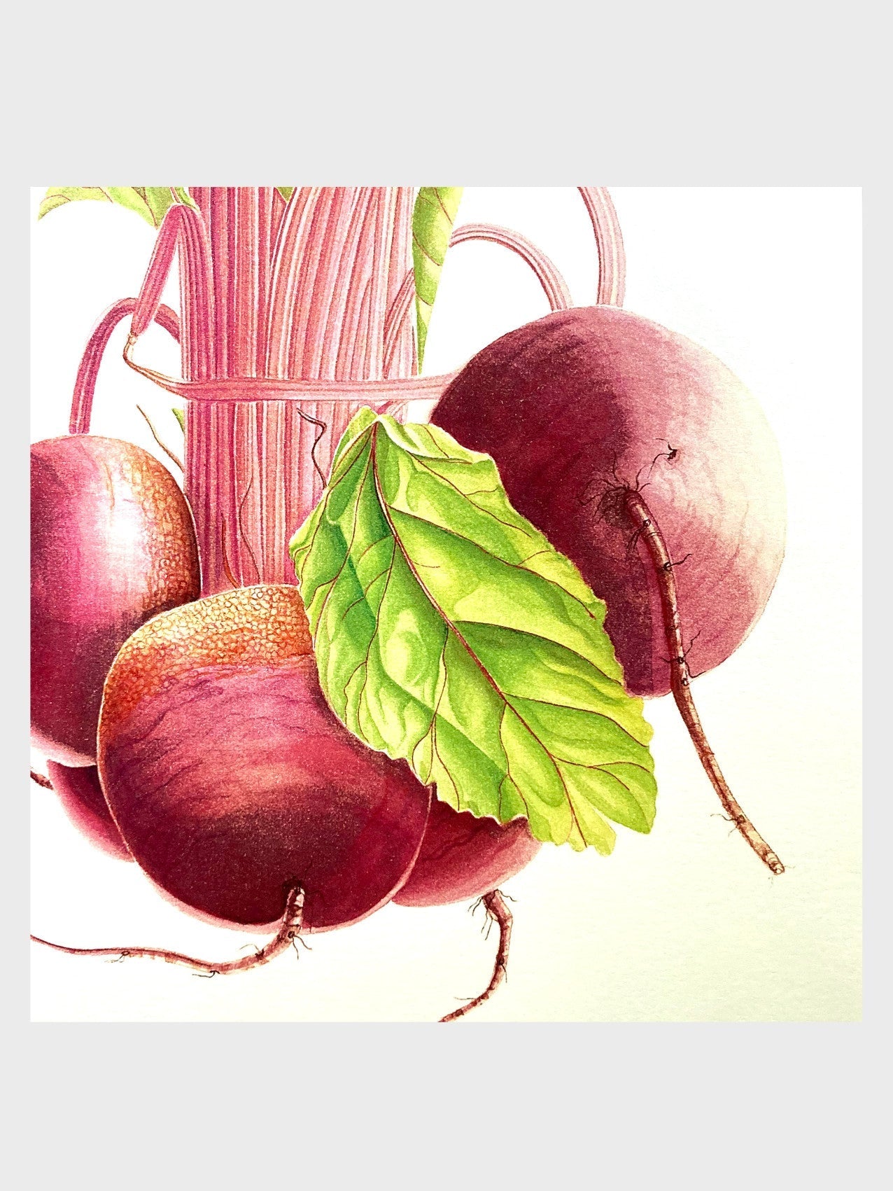 Vegetable Garden Cards