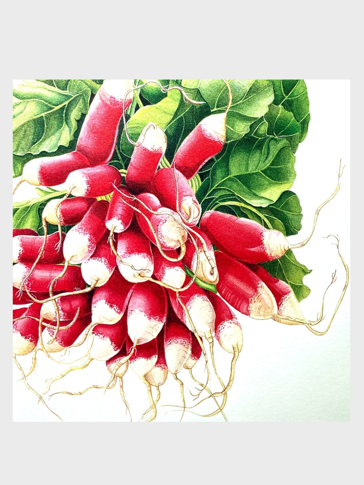 Vegetable Garden Cards
