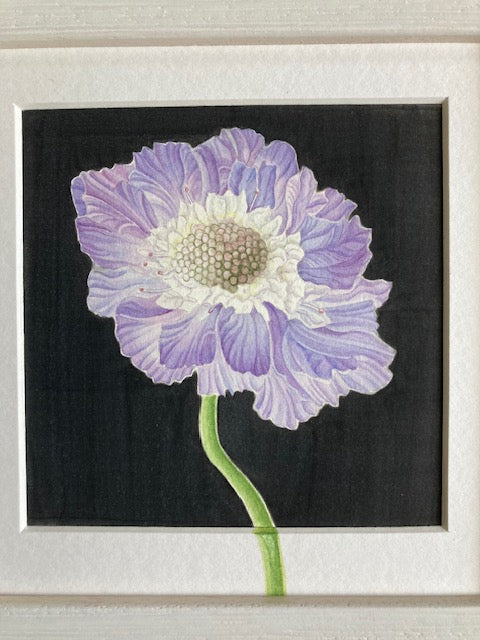 Original Watercolour Collection