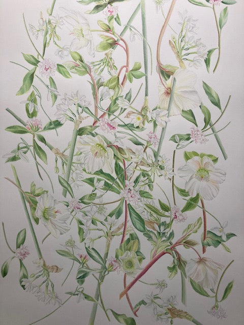 Large prints 56cm X 76cm