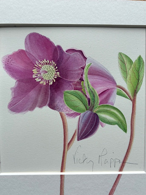 Original Watercolour collection