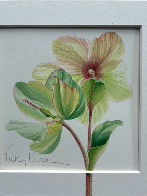 Original Watercolour Collection