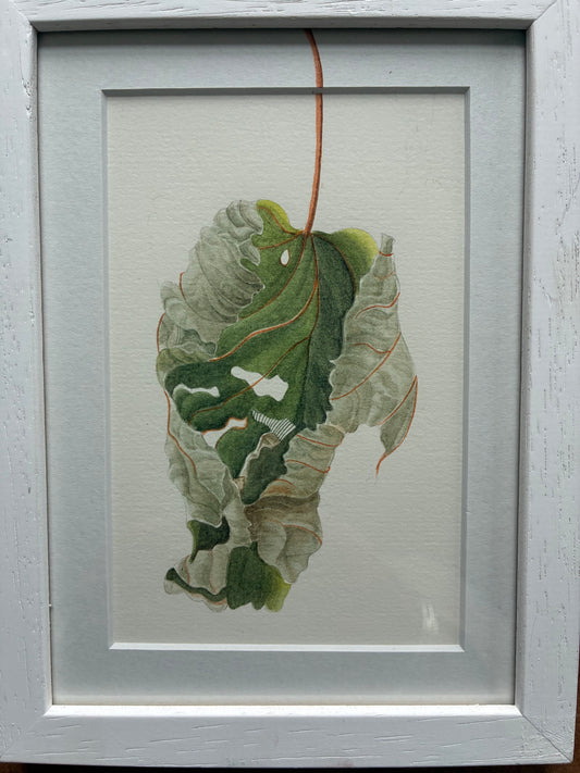 Original Watercolour Collection