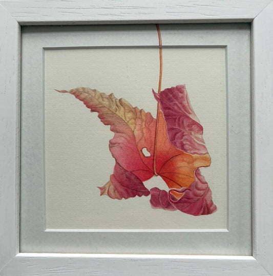 Original Watercolour Collection