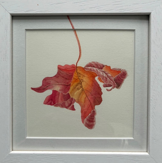 Original Watercolour Collection