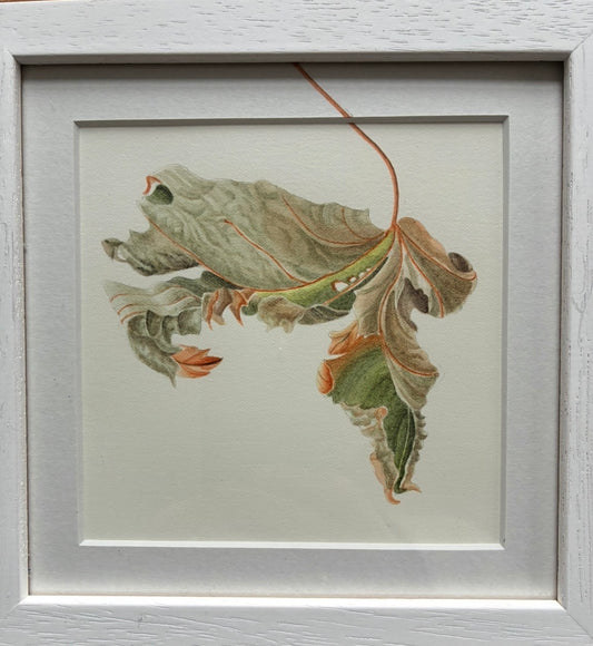 Original Watercolour Collection