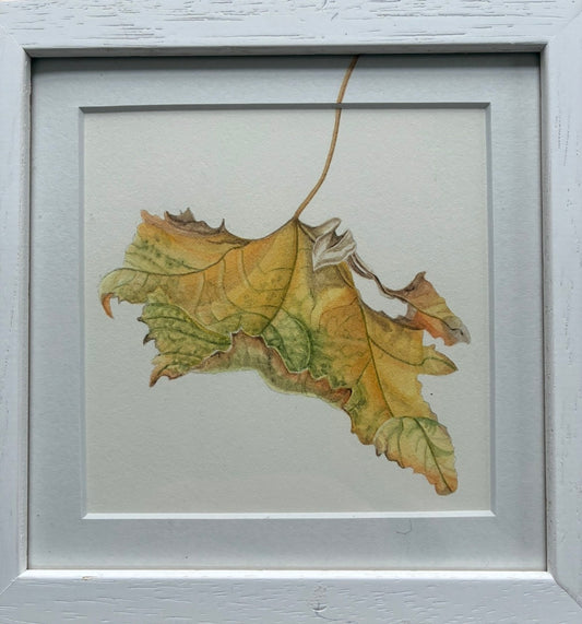 Original Watercolour Collection