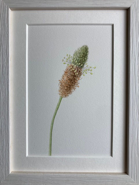 Original Watercolour Collection