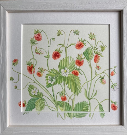 Original Watercolour Collection