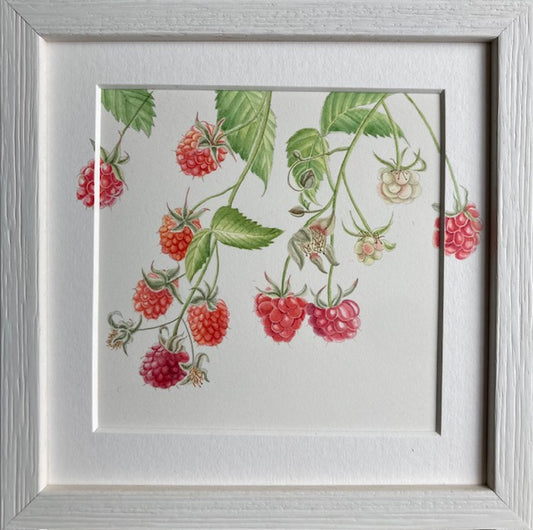Original Watercolour Collection